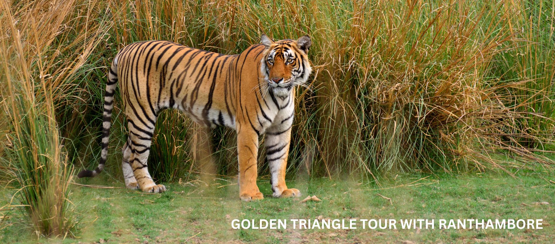 golden-triangle-tour-with-ranthambore-delhi-agra-jaipur-tiger-safari-package